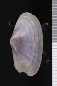 To ANSP Malacology Collection in GBIF (catalog no. 51654)