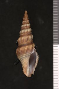 To ANSP Malacology Collection in GBIF (catalog no. 231901)