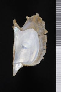 To ANSP Malacology Collection in GBIF (catalog no. 178717)