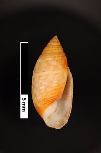 To ANSP Malacology Collection in GBIF (catalog no. 117069)