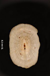 To ANSP Malacology Collection in GBIF (catalog no. 39019)