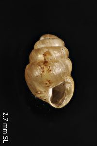 To ANSP Malacology Collection in GBIF (catalog no. 97290)