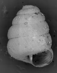 To ANSP Malacology Collection in GBIF (catalog no. 97293)