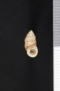 To ANSP Malacology Collection in GBIF (catalog no. 81571)