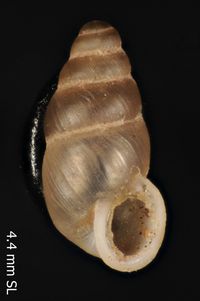 To ANSP Malacology Collection in GBIF (catalog no. 165091)