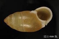 To ANSP Malacology Collection in GBIF (catalog no. 94288)