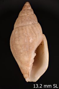 To ANSP Malacology Collection in GBIF (catalog no. 127757)