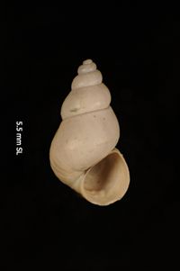 To ANSP Malacology Collection in GBIF (catalog no. 187693)