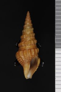 To ANSP Malacology Collection in GBIF (catalog no. 155355)