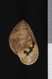 To ANSP Malacology Collection in GBIF (catalog no. 87536)