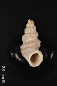 To ANSP Malacology Collection in GBIF (catalog no. 73815)