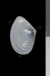 To ANSP Malacology Collection in GBIF (catalog no. 70873)