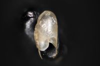 To ANSP Malacology Collection in GBIF (catalog no. 150610)