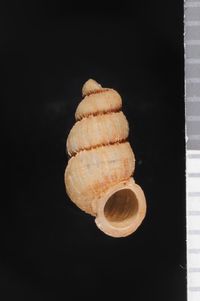 To ANSP Malacology Collection in GBIF (catalog no. 13655)