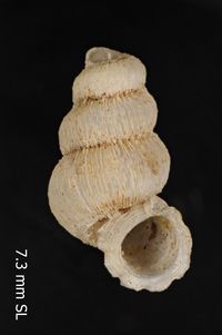 To ANSP Malacology Collection in GBIF (catalog no. 13639)