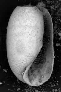 To ANSP Malacology Collection in GBIF (catalog no. 164769)