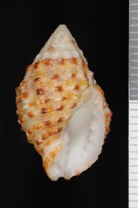 To ANSP Malacology Collection in GBIF (catalog no. 36732)