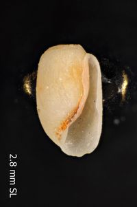 To ANSP Malacology Collection in GBIF (catalog no. 57340)