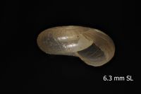 To ANSP Malacology Collection in GBIF (catalog no. 150608)