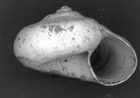 To ANSP Malacology Collection in GBIF (catalog no. 10236)