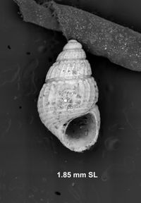 To ANSP Malacology Collection in GBIF (catalog no. 19119)