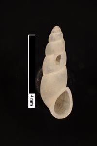 To ANSP Malacology Collection in GBIF (catalog no. 19027)