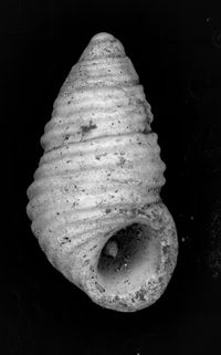 To ANSP Malacology Collection in GBIF (catalog no. 67893)