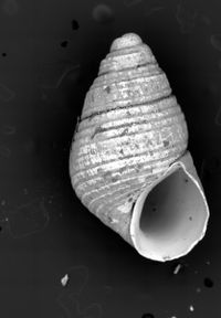 To ANSP Malacology Collection in GBIF (catalog no. 67894)