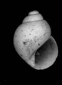 To ANSP Malacology Collection in GBIF (catalog no. 67895)