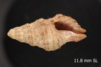 To ANSP Malacology Collection in GBIF (catalog no. 61306)