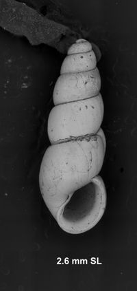 To ANSP Malacology Collection in GBIF (catalog no. 93949)