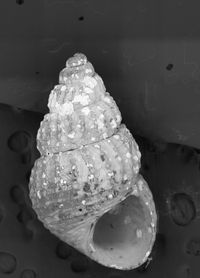 To ANSP Malacology Collection in GBIF (catalog no. 85951)