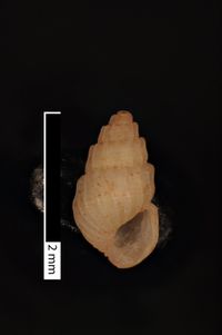 To ANSP Malacology Collection in GBIF (catalog no. 211885)