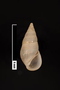 To ANSP Malacology Collection in GBIF (catalog no. 9322)