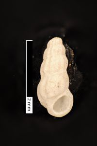 To ANSP Malacology Collection in GBIF (catalog no. 19232)