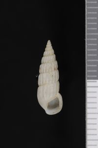 To ANSP Malacology Collection in GBIF (catalog no. 85949)