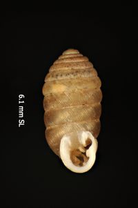 To ANSP Malacology Collection in GBIF (catalog no. 22731)