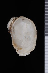 To ANSP Malacology Collection in GBIF (catalog no. 50848)