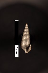 To ANSP Malacology Collection in GBIF (catalog no. 70534)