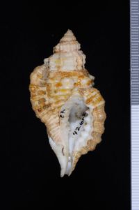 To ANSP Malacology Collection in GBIF (catalog no. 42605)