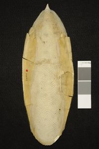 To ANSP Malacology Collection in GBIF (catalog no. 66090)