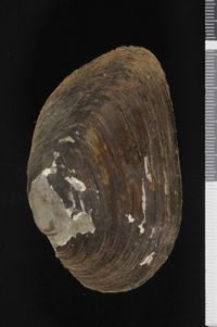 To ANSP Malacology Collection in GBIF (catalog no. 129994)