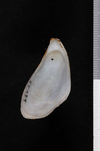 To ANSP Malacology Collection in GBIF (catalog no. 55454)