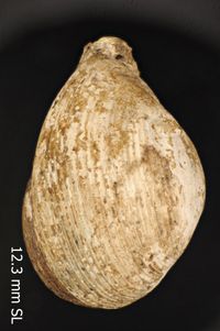 To ANSP Malacology Collection in GBIF (catalog no. 218948)