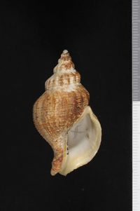 To ANSP Malacology Collection in GBIF (catalog no. 56859)