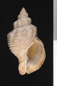 To ANSP Malacology Collection in GBIF (catalog no. 56861)
