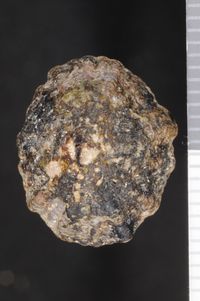 To ANSP Malacology Collection in GBIF (catalog no. 86923)