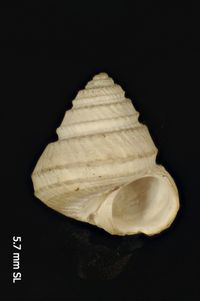 To ANSP Malacology Collection in GBIF (catalog no. 38224)