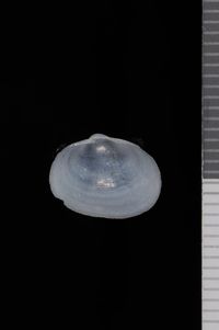 To ANSP Malacology Collection in GBIF (catalog no. 47008)