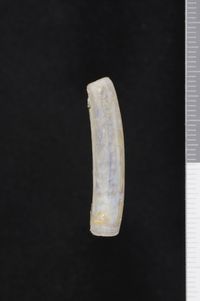 To ANSP Malacology Collection in GBIF (catalog no. 80565)